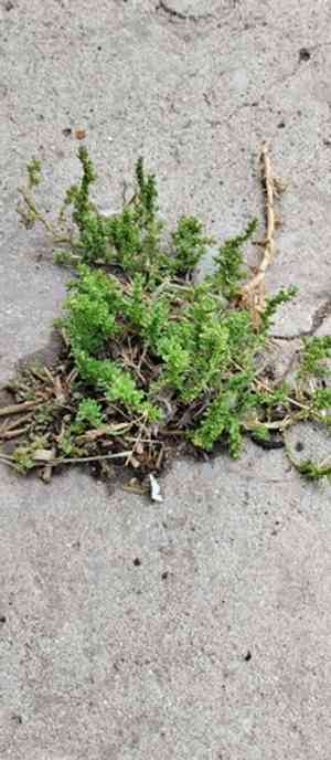 Cutleaf goosefoot(Dysphania multifida)
