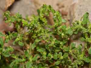 Clammy Goosefoot(Dysphania pumilio)