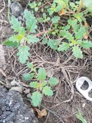 Clammy Goosefoot(Dysphania pumilio)