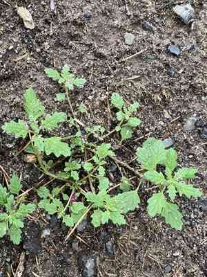 Clammy Goosefoot(Dysphania pumilio)