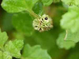 Clammy Goosefoot(Dysphania pumilio)