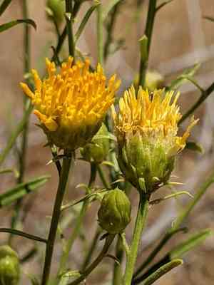 Yellow aster(Eastwoodia elegans)