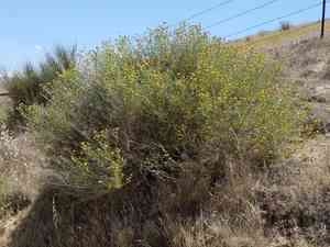 Yellow aster(Eastwoodia elegans)