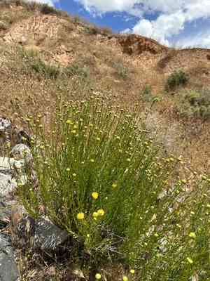 Yellow aster(Eastwoodia elegans)
