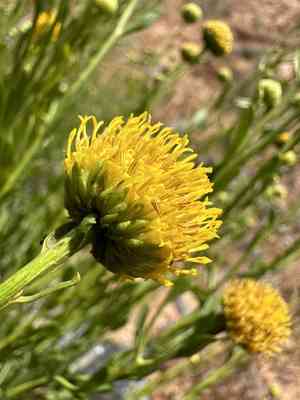 Yellow aster(Eastwoodia elegans)