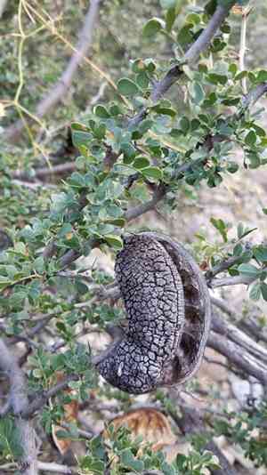 Dog poop bush(Ebenopsis confinis)