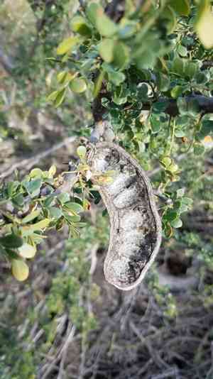 Dog poop bush(Ebenopsis confinis)