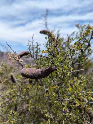 Dog poop bush(Ebenopsis confinis)