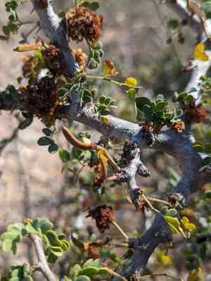 Dog poop bush(Ebenopsis confinis)