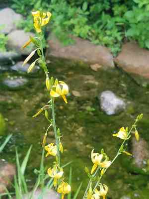 Texas craglily(Echeandia texensis)