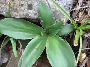 Echeveria mucronata(Echeveria mucronata)