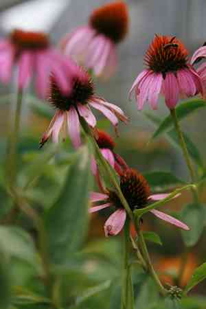 Blacksamson echinacea(Echinacea angustifolia)