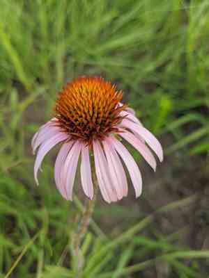 Blacksamson echinacea(Echinacea angustifolia)