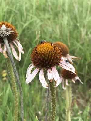 Blacksamson echinacea(Echinacea angustifolia)