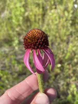 Topeka purple coneflower(Echinacea atrorubens)