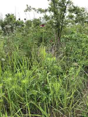 Topeka purple coneflower(Echinacea atrorubens)