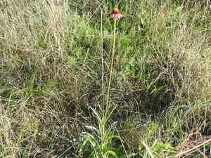 Topeka purple coneflower(Echinacea atrorubens)