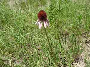 Topeka purple coneflower(Echinacea atrorubens)