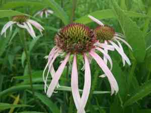 Purple Coneflower(Echinacea pallida)