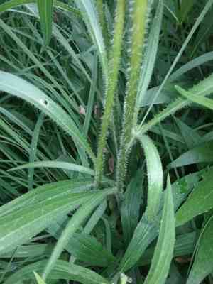 Purple Coneflower(Echinacea pallida)