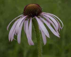 Purple Coneflower(Echinacea pallida)