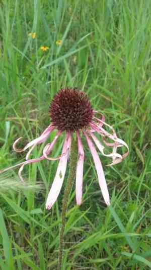 Purple Coneflower(Echinacea pallida)