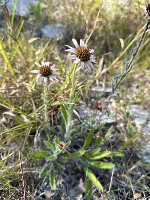 Tennessee purple coneflower(Echinacea tennesseensis)