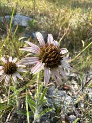 Tennessee purple coneflower(Echinacea tennesseensis)