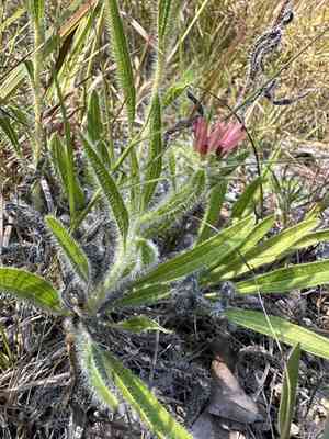 Tennessee purple coneflower(Echinacea tennesseensis)