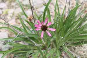 Tennessee purple coneflower(Echinacea tennesseensis)