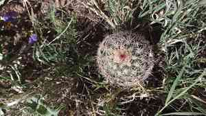 Texas rainbow cactus(Echinocereus dasyacanthus)