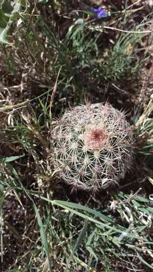 Texas rainbow cactus(Echinocereus dasyacanthus)
