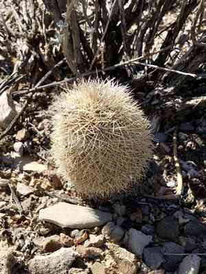 Texas rainbow cactus(Echinocereus dasyacanthus)