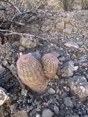Texas rainbow cactus(Echinocereus dasyacanthus)