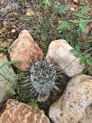 Pinkflower hedgehog cactus(Echinocereus fendleri)