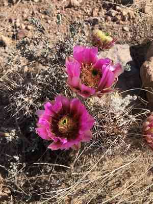 Pinkflower hedgehog cactus(Echinocereus fendleri)