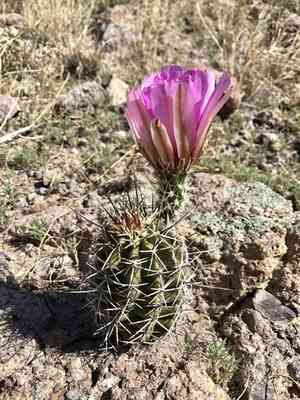 Pinkflower hedgehog cactus(Echinocereus fendleri)