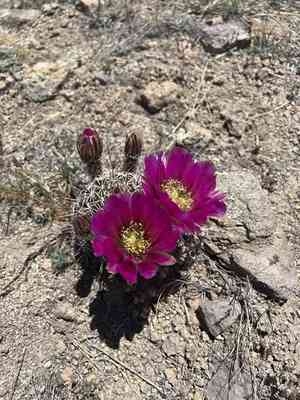 Pinkflower hedgehog cactus(Echinocereus fendleri)