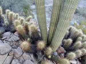 Nichol's hedgehog cactus(Echinocereus nicholii)