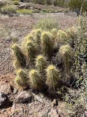 Nichol's hedgehog cactus(Echinocereus nicholii)