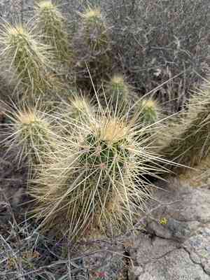 Nichol's hedgehog cactus(Echinocereus nicholii)