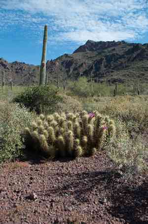 Nichol's hedgehog cactus(Echinocereus nicholii)
