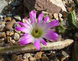 Ladyfinger cactus(Echinocereus pentalophus)