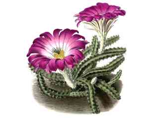 Ladyfinger cactus(Echinocereus pentalophus)