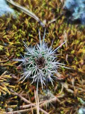 Mojave mound cactus(Echinocereus polyacanthus)