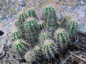Mojave mound cactus(Echinocereus polyacanthus)