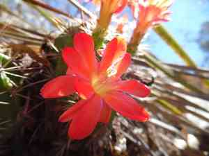 Mojave mound cactus(Echinocereus polyacanthus)