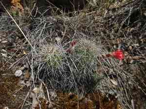 Mojave mound cactus(Echinocereus polyacanthus)