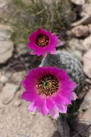 Lace Hedgehog Cactus(Echinocereus reichenbachii)