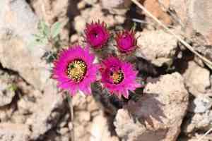 Lace Hedgehog Cactus(Echinocereus reichenbachii)
